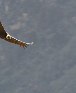 The Condor's Quest
